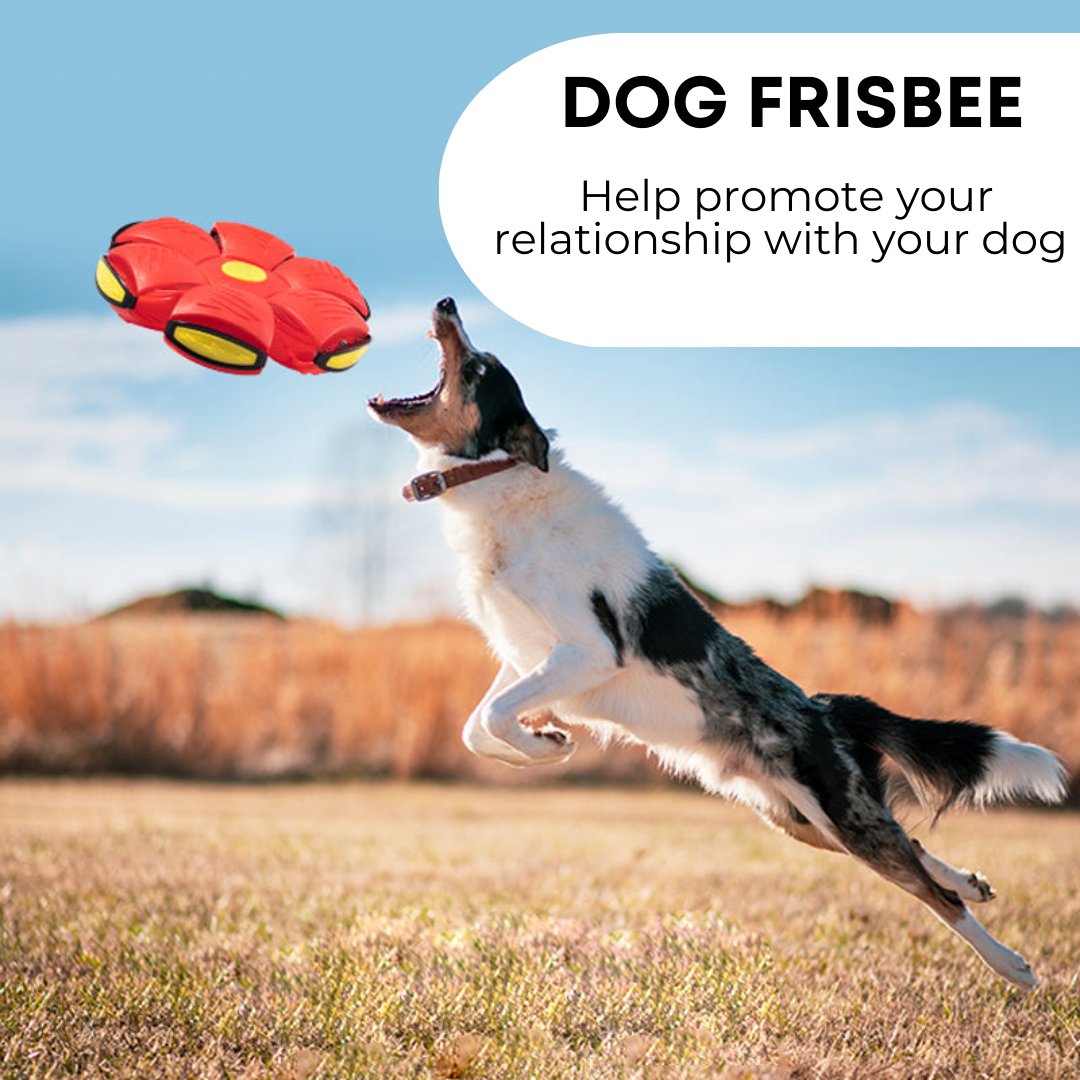 Pawz™ Dog Frisbee
